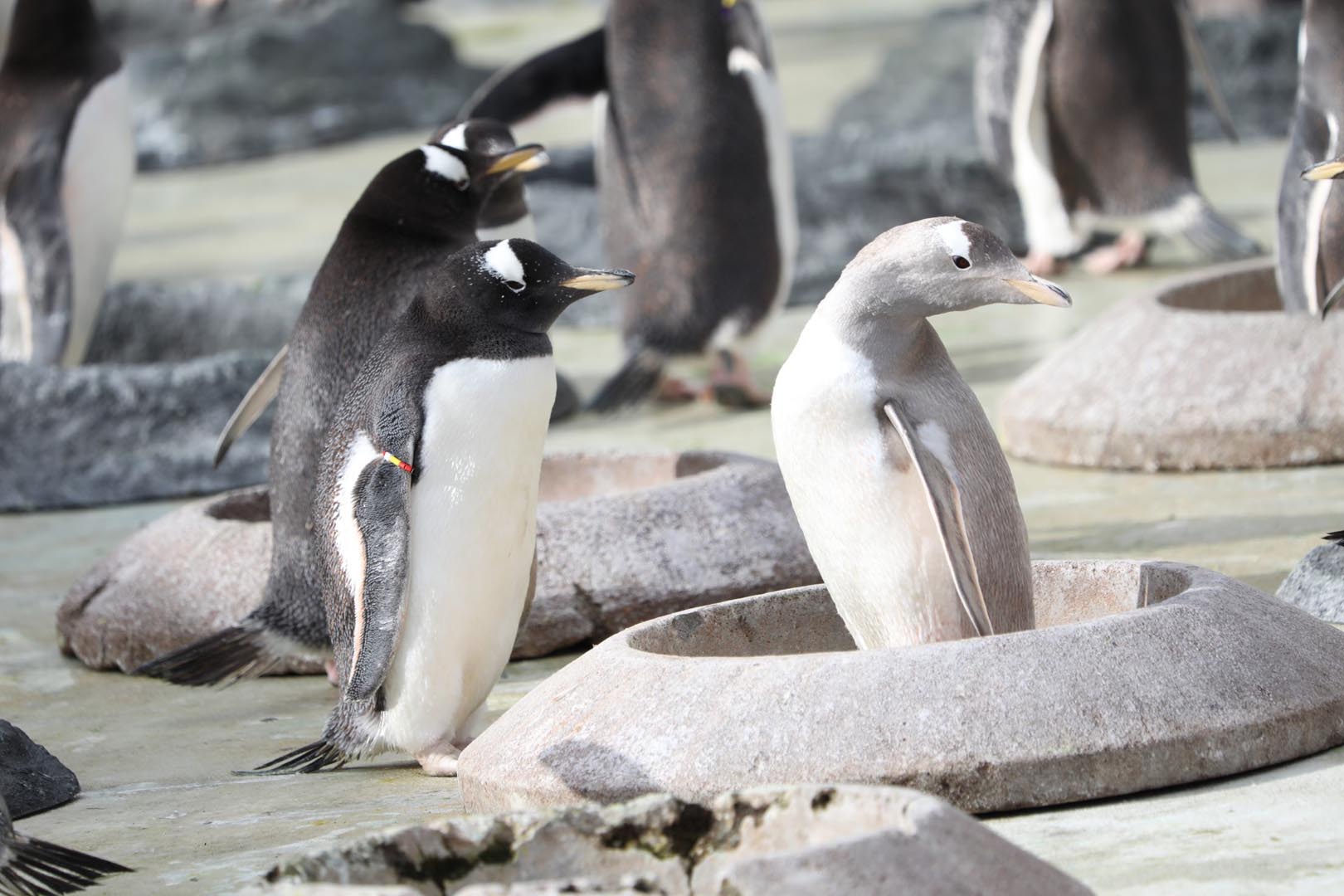 Gentoo penguins at the beginning of nesting season, Snowflake in nesting ring Image: Rhiordan Langan-Fortune 2024